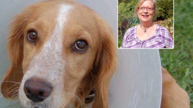 Fredrike Ritter är veterinär på Blå Stjärnans Djursjukhus i Borås. Hon uppmanar alla hundägare att omedelbart uppsöka veterinär vid misstanke om ormbett.