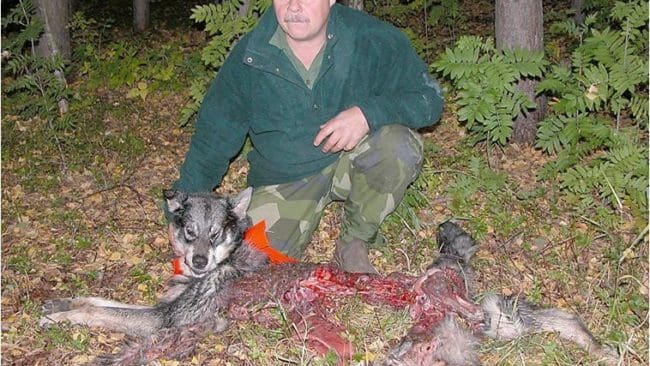 Roland och Tass. Roland Frid med resterna av jakthunden Tass, som vargarna d&ouml;dade 2005. Roland skrev en motion om efters&ouml;ksbojkott och nu svarar polisen med att utesluta honom ur efters&ouml;ksorganisation.