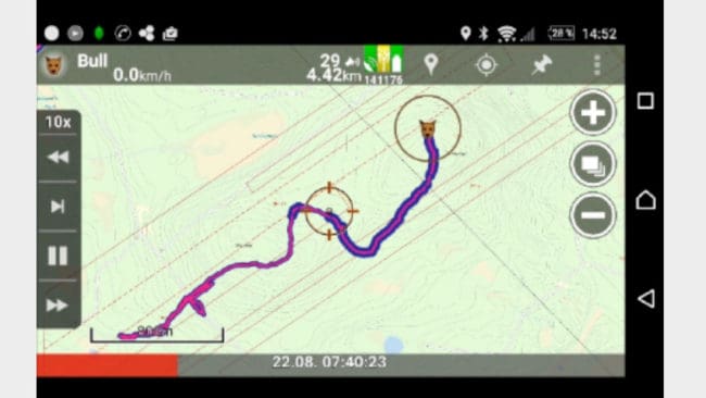 En gps-karta visar hur drev- och ståndjobbet gått fram i terrängen när en björnhund genomfört ett jaktprov på frilevande björn.