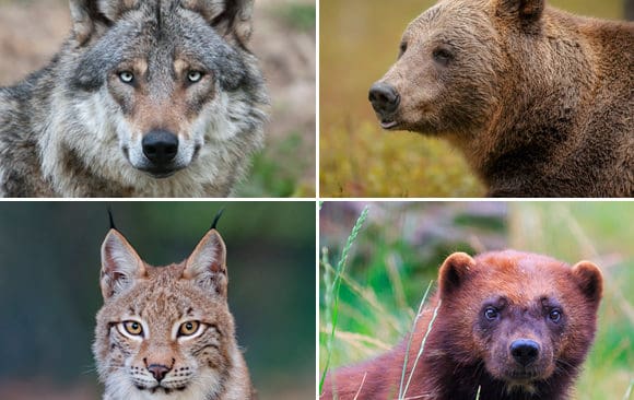 F&ouml;rslag om miniminiv&aring;er f&ouml;r varg, bj&ouml;rn, lo och j&auml;rv &auml;r nu klara fr&aring;n Mellersta rovdjursf&ouml;rvaltningsgruppen. De f&ouml;resl&aring;r bland annat minst 27 f&ouml;ryngringar av varg.