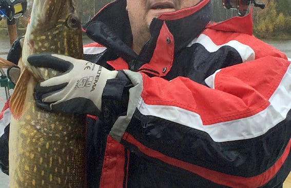 Den mindre av g&auml;ddorna, som pl&ouml;tsligt h&ouml;gg en mulen och regnig dag.