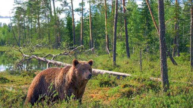 Mannen annonserade efter björngalla. Nu väcker miljöåklagare Åse Schoultz åtal mot honom.