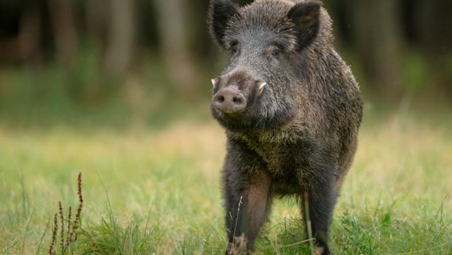 Efter att en jägare i Tyskland avlidit i samband med en galtattack uppmanas vildsvinsjägare ha skyddsbyxor med kevlarfoder som skydd mot betarna om vildsvin anfaller.