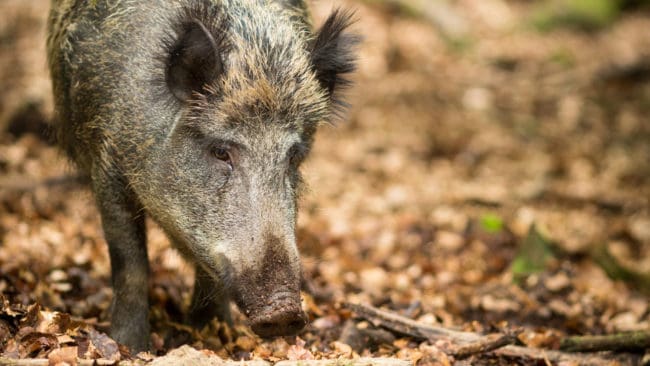Vildsvinsgalten hann skrämma flera stockholmare i de sydvästra förorterna. (arkivbild)