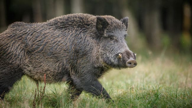 Att ha vildsvin, eller inte ha vildsvin. Det är frågan i Danmark. Jägarförbundet säger ja. Bönderna säger nej.