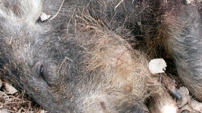 Fälld galt från en drevjakt, som skedde i dagsljus. Under den nattliga vakjakten trodde skytten att han sköt mot en årsunge, men det var en galt som träffades.