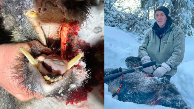 Per Erik Karlsen fällde en galt på cirka 60 kilo norr om Trondheim. Det är ett rekord att ett vildsvin fällts så långt norrut i Norge. Vildsvinet tros ha vandrat in från Jämtland.