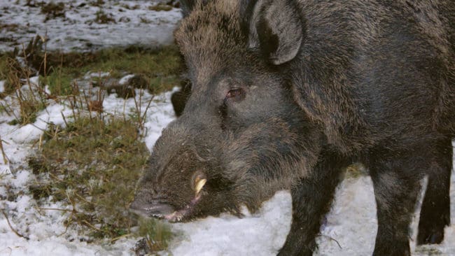 Stora galtar i 150-kilosklassen är sällsynta som fällt vilt i Huddinge-trakten. (Arkivbild)