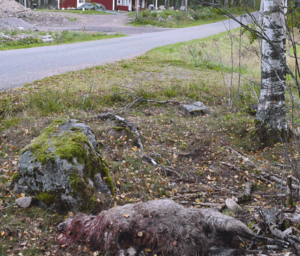 Vargen &aring;t p&aring; tackan endast 30 meter fr&aring;n ett boningshus. G&auml;strikef&aring;r &auml;r en gammal allmogeras som det endast finns cirka 300 djur kvar av.