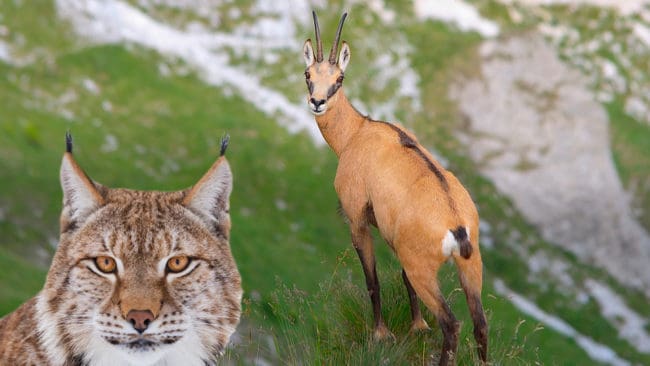Jägare i Schweiz vill jaga mer lodjur, eftersom de är många och går hårt åt alpgetterna i landet.