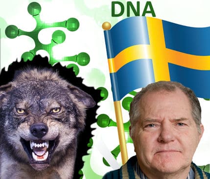 Underk&auml;nner ber&auml;kningen. Pensionerade professorn i genetik, Dag Lindgren (inf&auml;lld nere till h&ouml;ger), menar att f&ouml;rvaltningsplanen f&ouml;r varg m&aring;ste g&ouml;ras p&aring; nytt, om det visar sig att han har r&auml;tt i sin kritik.