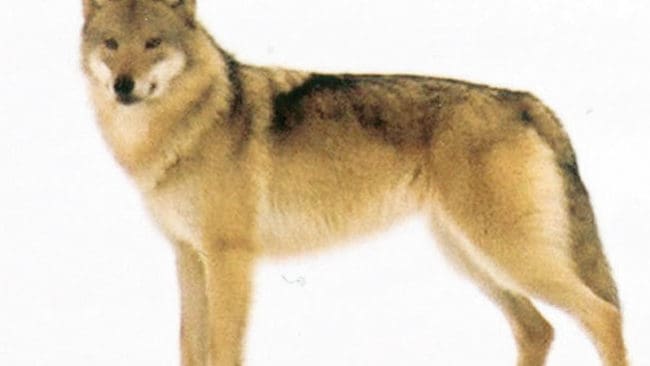 Vargjakt i Norge ska avgöras av Oslo tingsrätt sedan vargivrare stämt den norska staten. Men även i Sverige har det politiska läget svängt när det gäller vargjakt.