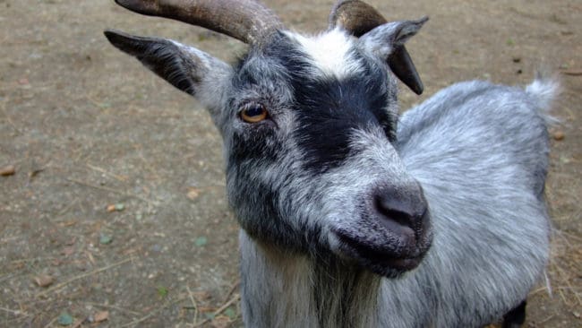 En get var redan död när länsstyrelsen kom till gården och en get fick avlivas.