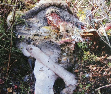 B&aring;de hundar och andra djur har haft m&ouml;jlighet att &auml;ta av de kroppsdelar fr&aring;n den f&ouml;rgiftade &auml;lgen som finns kvar p&aring; platsen.&nbsp;