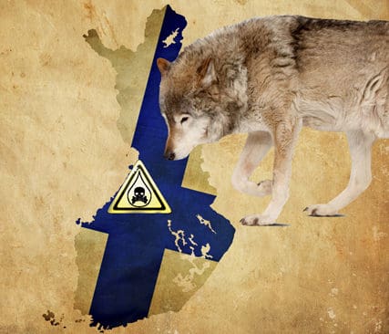 D&ouml;das med gift? Finske j&auml;garbasen Lauri Kontro &auml;r skeptisk till p&aring;st&aring;endena att det p&aring;g&aring;r en omfattande illegal vargjakt med gift i Finland.