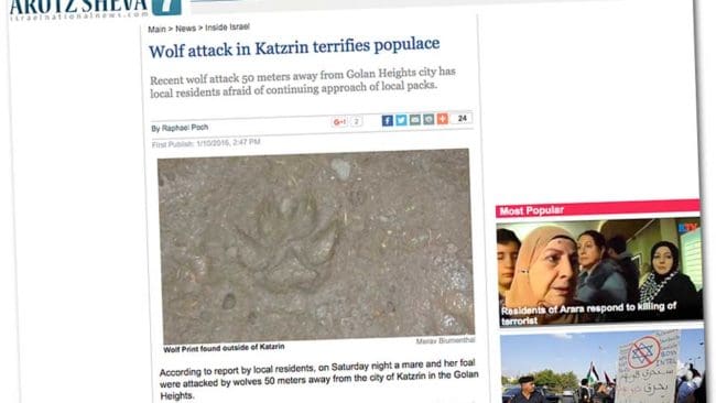 Tidningen Israel National News rapporterar om vargattacker i Golanhöjderna.