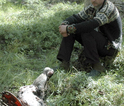 Goth Bertil Johansson vid den vargdödade tamrenen. Föreningen Nordulv har lanserat sina hundpatruller med hjälp av reportage i bland annat Dalarnas Tidningar. Men när vargdrabbade Goth Bertil bad om hjälp från Nordulv att skrämma bort rovdjuren hände inget. Senast han hörde av Nordulv var den 18 juli.