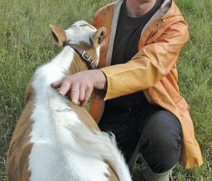 Den sällsynta tjurkalven skadades av en varg på Prästbodarnas fäbodar. Goth Bertil Johansson vet inte hur han ska freda sin boskap.