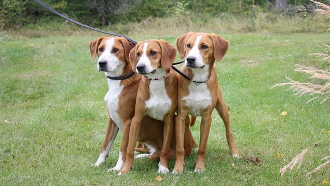 Gotlandsstövare är en av de svenska husdjursraser som ska bevaras. Nu har rasklubben sparat sperma från fem hanar.