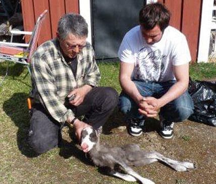 Lars Stokke och Einar Segerstr&ouml;m vid en av de d&ouml;dade kalvarna.