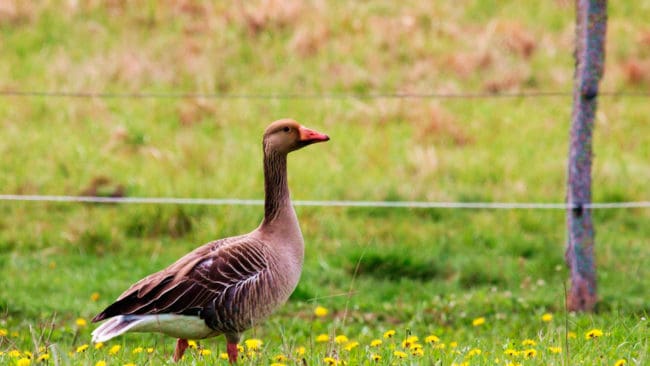 Grågäss tillhör de fågelarter som gör att det betalas ut cirka två miljoner kronor årligen för skador på grödor. Men det räcker inte på långa vägar för att ta udden av den totala skadebilden för till exempel lantbrukarna runt fågelsjön Tåkern.