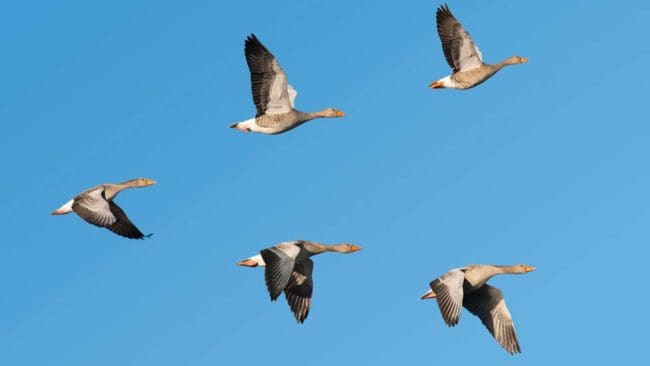 Ett dödligt virus har hittats hos grågäss i Danmark, som vanligtvis finns i Nordamerika.