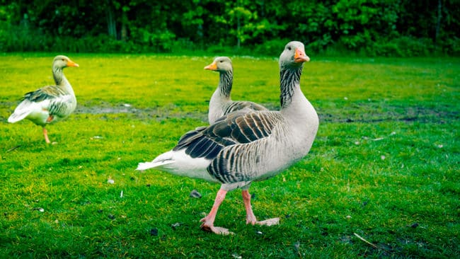 Tyska jägare tycker att det är oetiskt att Holland planerar att avliva grågäss med gas.