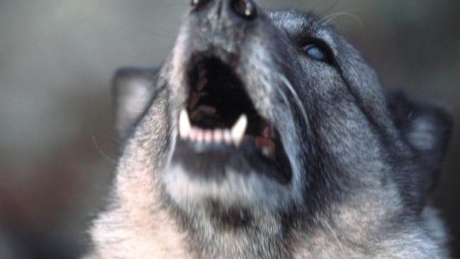 En gråhundstik räddades från en klippavsats av personal från räddningstjänsten som firades ned 50 meter från toppen på Multråberget utanför Sollefteå. (Arkivbild)