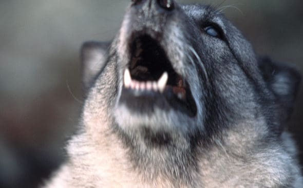 En gr&aring;hund sk&ouml;ts i ett hjorth&auml;gn i onsdags. Det var h&auml;gnets &auml;gare som sk&ouml;t f&ouml;r att freda hjortarna. Jaktlaget h&auml;vdar i sin tur att st&auml;ngslet ska vara i bra skick, s&aring; hundar inte kan ta sig in i h&auml;gnet. (Arkivbild)
