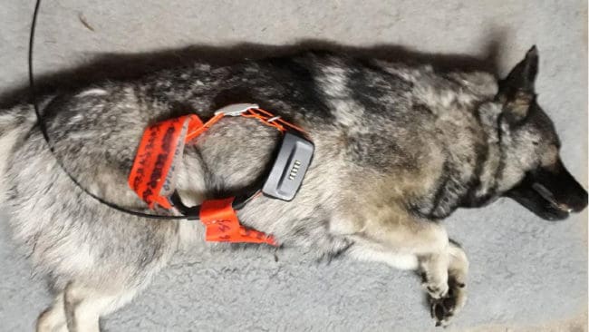 Den 3,5-åriga gråhundstiken dödades av ett vargangrepp under älgjakt norr om Bjursås i Dalarna. Pejlhalsbandet bets sönder och tiken fick bett både i huvudet, låren, nacken och buken.