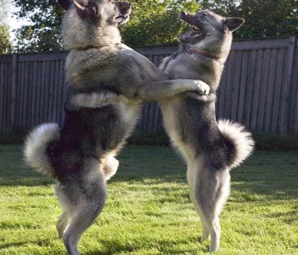 Gr&aring;hundarna (bilden), samt j&auml;mthundar och lapphundar, fick ett tillskott av varggener f&ouml;r n&aring;gra tusen &aring;r sedan, visar ny gen-forskning.