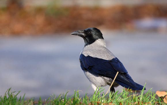 Kr&aring;kor av sl&auml;ktet Corvus v&auml;ljer partners som ser likadana ut.&nbsp;