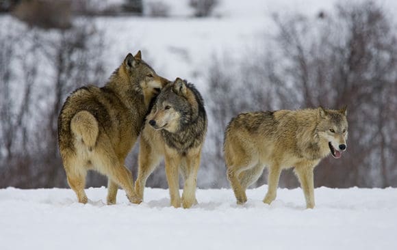 Det går att tillämpa undantagsbestämmelser och skjuta bort de vargar som är i närheten av den svenska gränsen, hävdar Norges Bondelag.