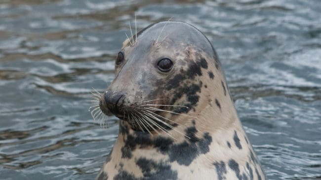 Jägarnas Riksförbund tycker att Naturvårdsverket ska göra det enklare att jaga säl.