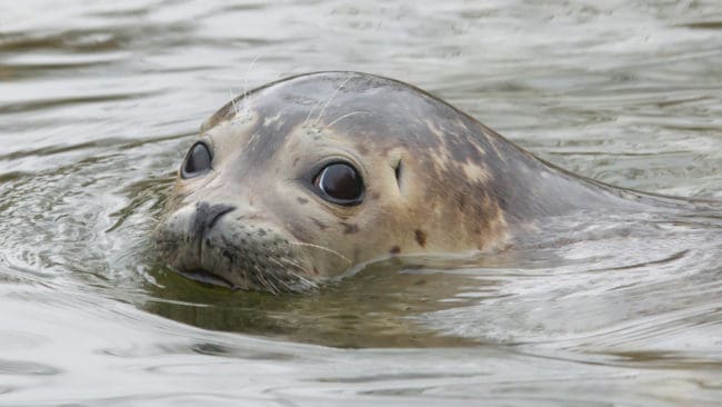 Flera döda kutar i Norrköping har varit undernärda. Enligt SVA beror det inte på någon sjukdom.