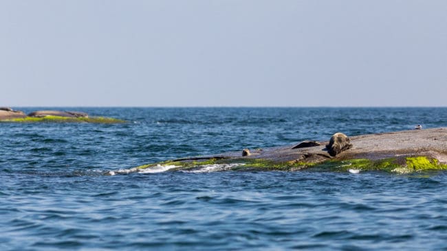Det har framkommit omständigheter kring den misstänkt illegala säljakten i Stockholms skärgård som har gjort att förundersökningen har öppnats igen, enligt kammaråklagare Karin Hemrå Forsberg.