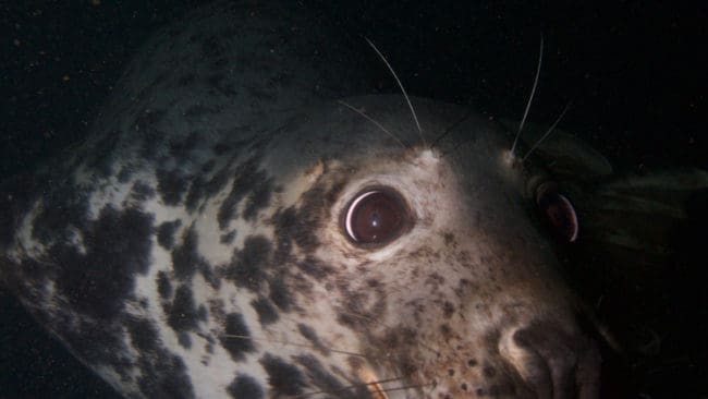 Skadorna som gråsälen orsakar är allvarliga och pågående, anser tjänstemännen på Naturvårdsverket.
