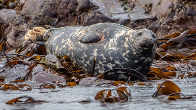 Jägare ska specialutbildas för att jaga gråsäl vid den danska ön Bornholm.
