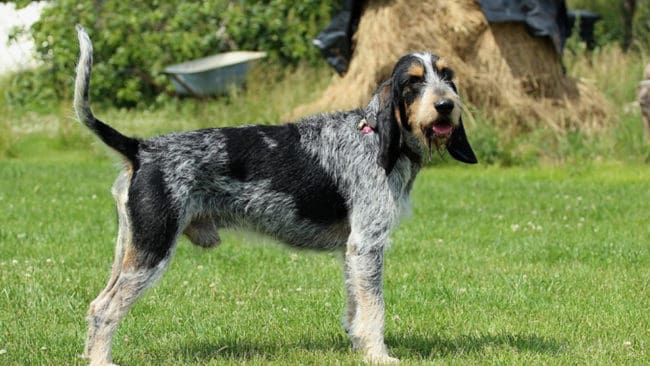 Griffon bleu de gascogne används som drivande hund på hare och vildsvin.