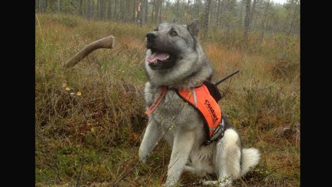Husse var bara 250 meter bort men hann inte fram innan vargarna bitit ihjäl gråhunden Getebols Grim.