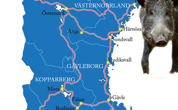 Kan uppgiften st&auml;mma? Tv&aring; v&auml;garbetare s&auml;ger sig ha sett en vildsvinssugga med tre kultingar i H&auml;rn&ouml;sand.