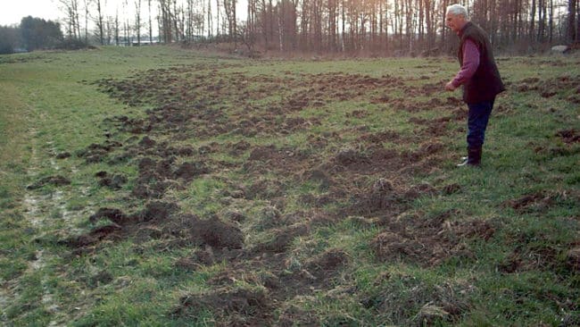 För mycket bök? Många markägare ser enbart vildsvin som jordfräsar som bör utrotas.