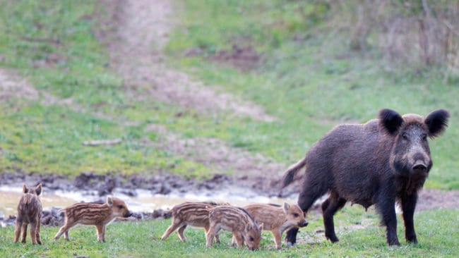 Skjuts en kulting på Gagnefs flygklubb kanske det skrämmer bort de övriga i flocken som bökar upp start- och landningsbanan på flygfältet. Vildsvinens nattliga bökningsräder har blivit ett hot mot flygsäkerheten. (Arkivbild)