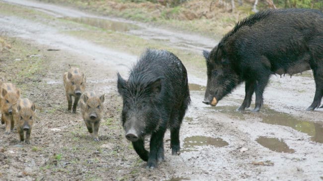 Enligt en ny rapport finns det nu cirka 80 000 vildsvin i Sverige.
