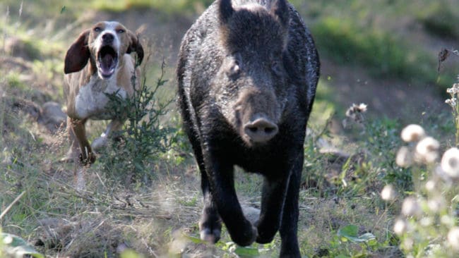 Flera länsstyrelser väljer att lita på att jakthundsägare kan bedöma själva att det är för hett i augusti för att släppa hundar efter vildsvin eller annat vilt.