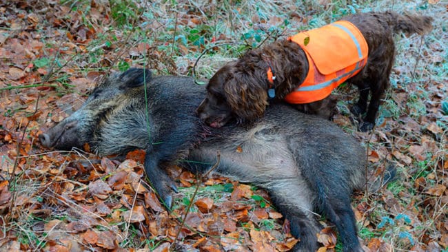 Rika jägare från Malmö och Köpenhamn tar de allt dyrare jaktmarkerna i besittning men har bara tid att jaga några gånger per år. Det är en av orsakerna till att Skåne har rekordmånga vildsvin, enligt länsstyrelsens viltexpert.