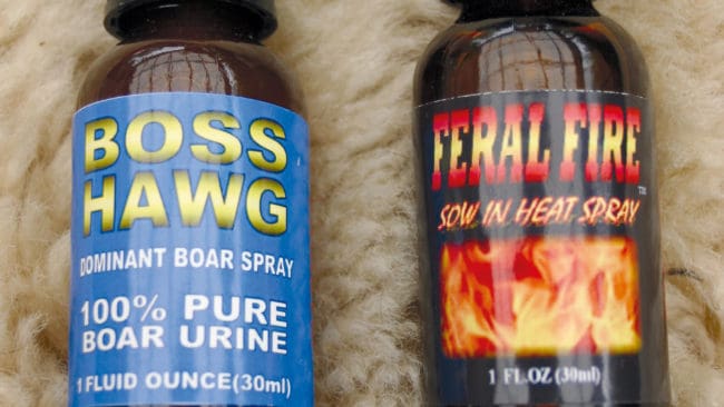 Mmm! Galturin och doften av brunstig sugga är grisparfymer som lockar fram vildsvinen.