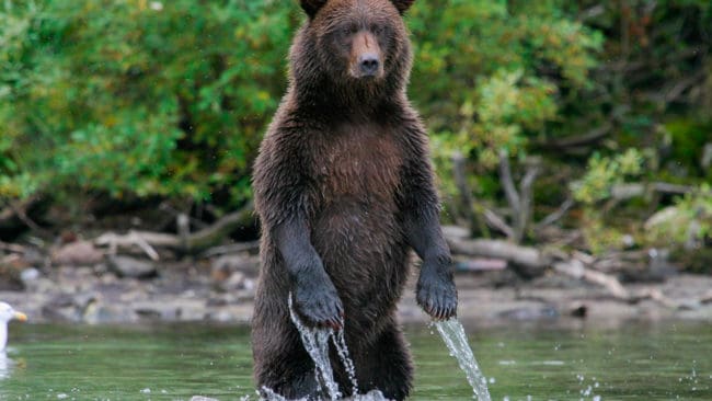 Amerikanska bönder vill jaga grizzlybjörn i Yellowstone, men indianerna protesterar.