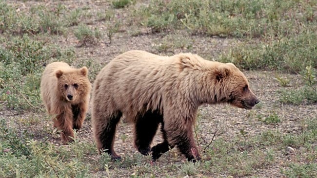 En man har dödats i Yellowstone nationalpark, sannolikt av en grizzlyhona och hennes unge. (Arkivbild)