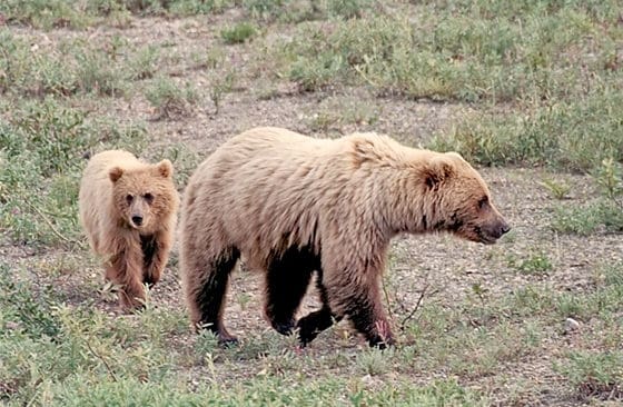 Den grizzlyhona som dödade en man i Yellowstone nationalpark kan ha fångats i en fälla. (Arkivbild)